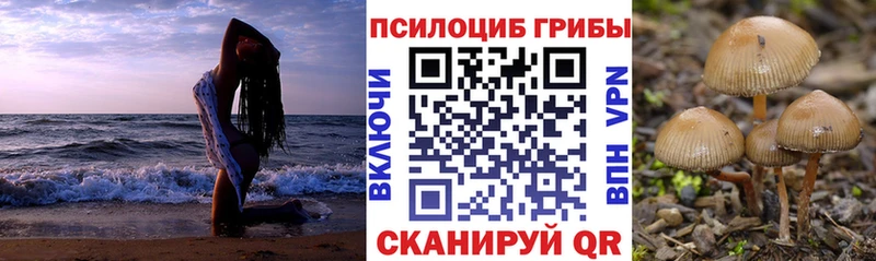 где можно купить наркотик  Гвардейск  Псилоцибиновые грибы MAGIC MUSHROOMS 